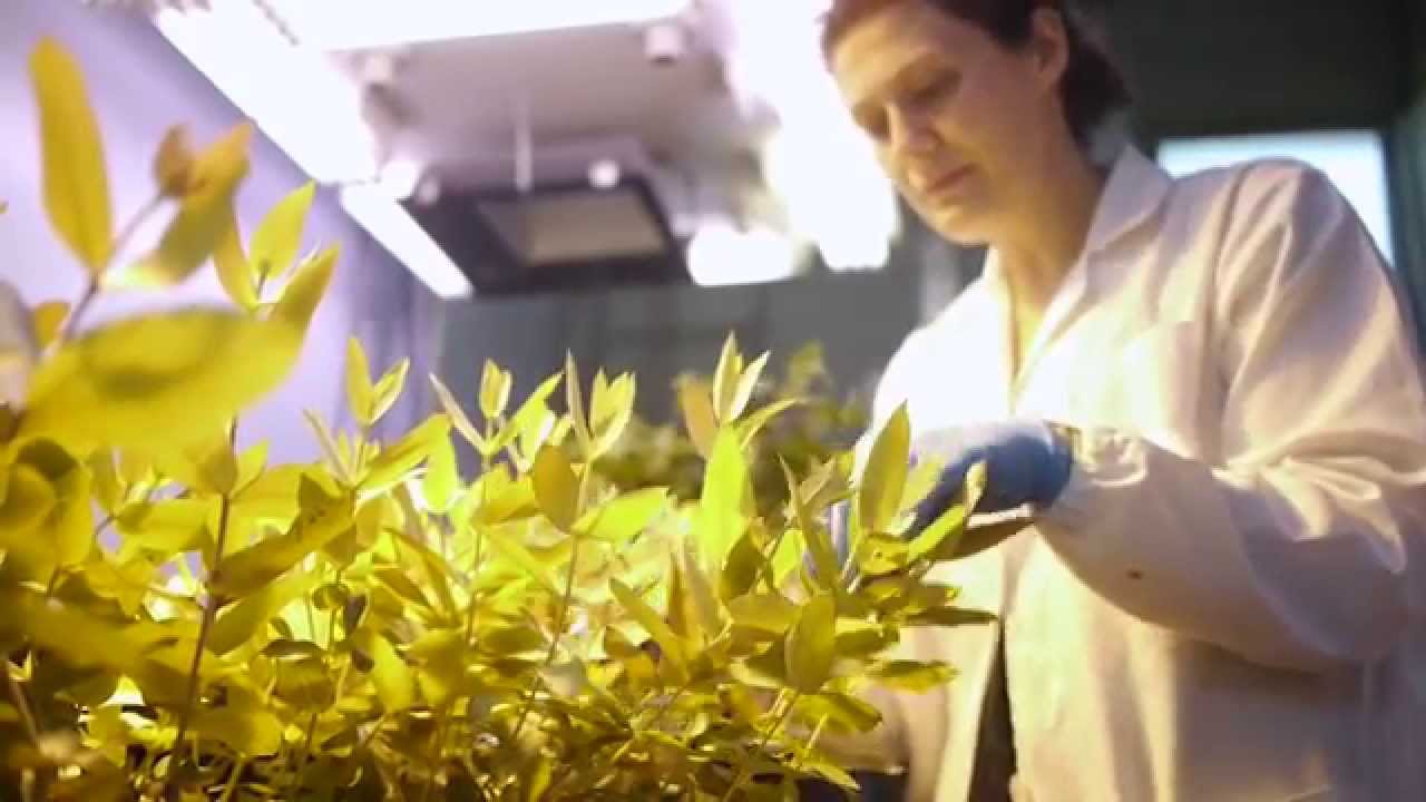 University of Aveiro - english version